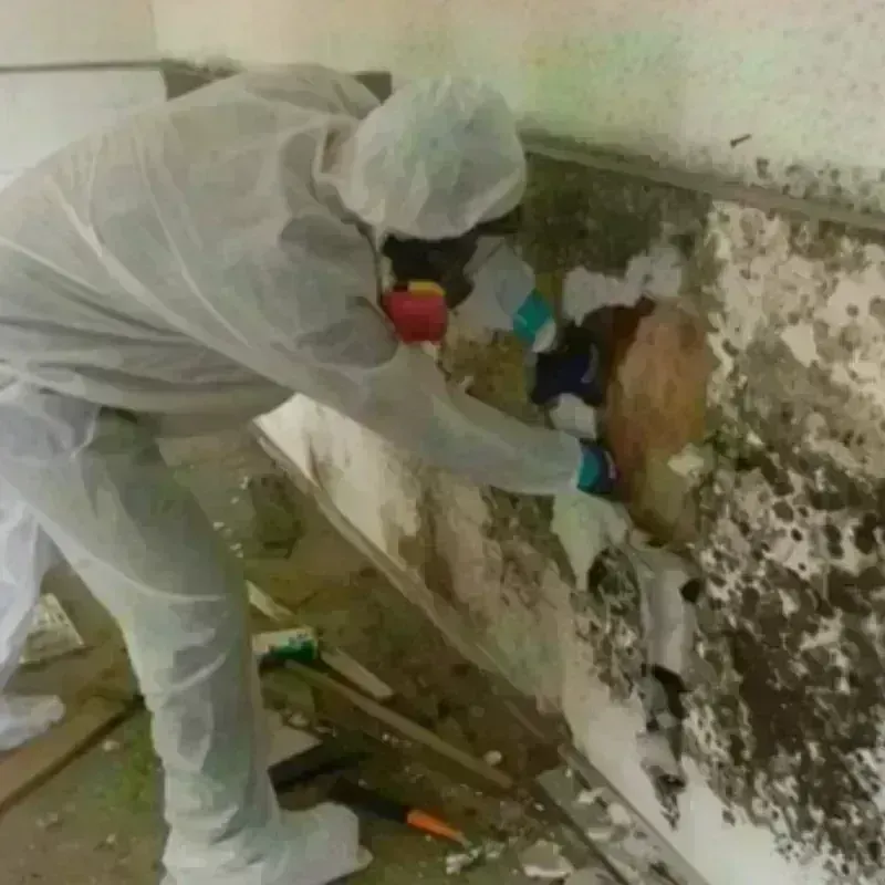 Mold Remediation and Removal in Chanute, KS